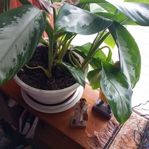 Plant trees, plant full grown w routings, and clippings from pothos and spider p